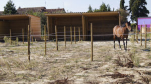 Box chevaux pour services à disposition